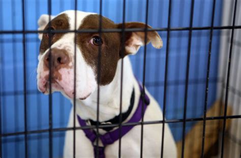 Munster humane society - Learn more about Griffith Animal Control in Griffith, IN, and search the available pets they have up for adoption on Petfinder.